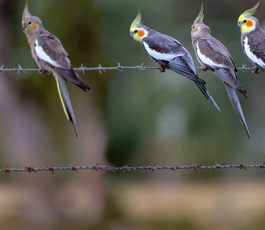 மன அழுத்தத்தை குறைக்குமாம் – கொக்டைல் பறவைகள்