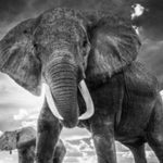 Thumbnail-size-324-x-235 elephant