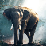 Website-cover-1400-x-500 elephant