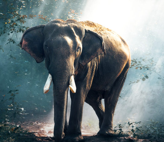 இலங்கை யானைகளை பற்றி உங்களுக்கு தெரியுமா?