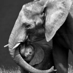 Website-top-and-mobile-view-275-x-370 elephant