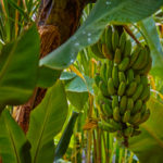 Banana Tree Thumbnail-size-324-x-235-Recovered