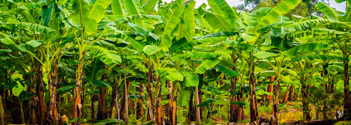 Banana Tree Website-cover-1400-x-500-Recovered