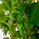 Banana Tree Website-top-and-mobile-view-275-x-370