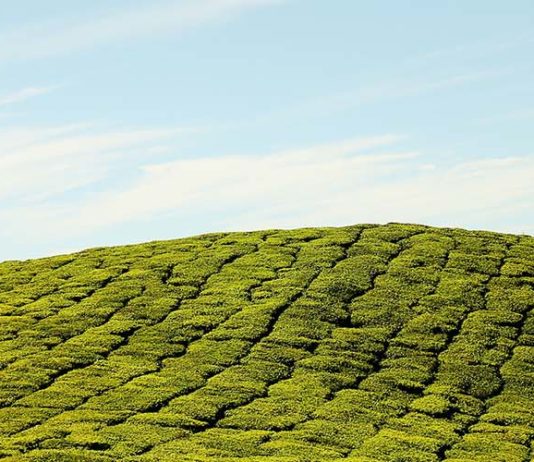 பெருந்தோட்ட தொழிலாளர்களும் தொடரும் போராட்டங்களும்.